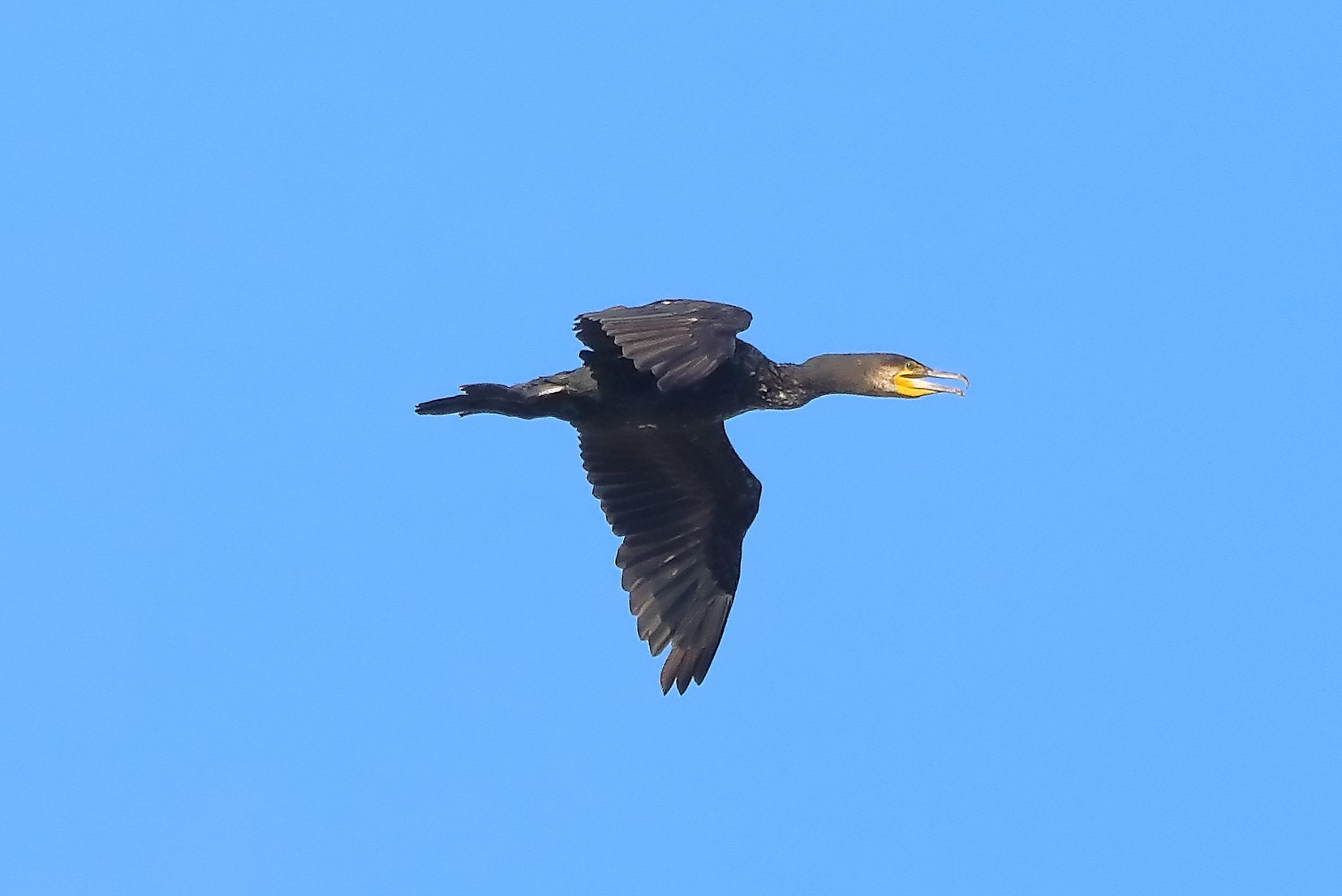 cormorano 08-08-2022