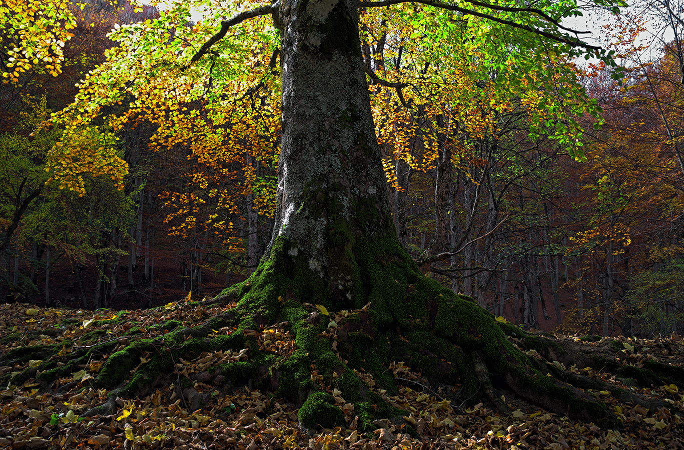 Foliage in Val Chiarino