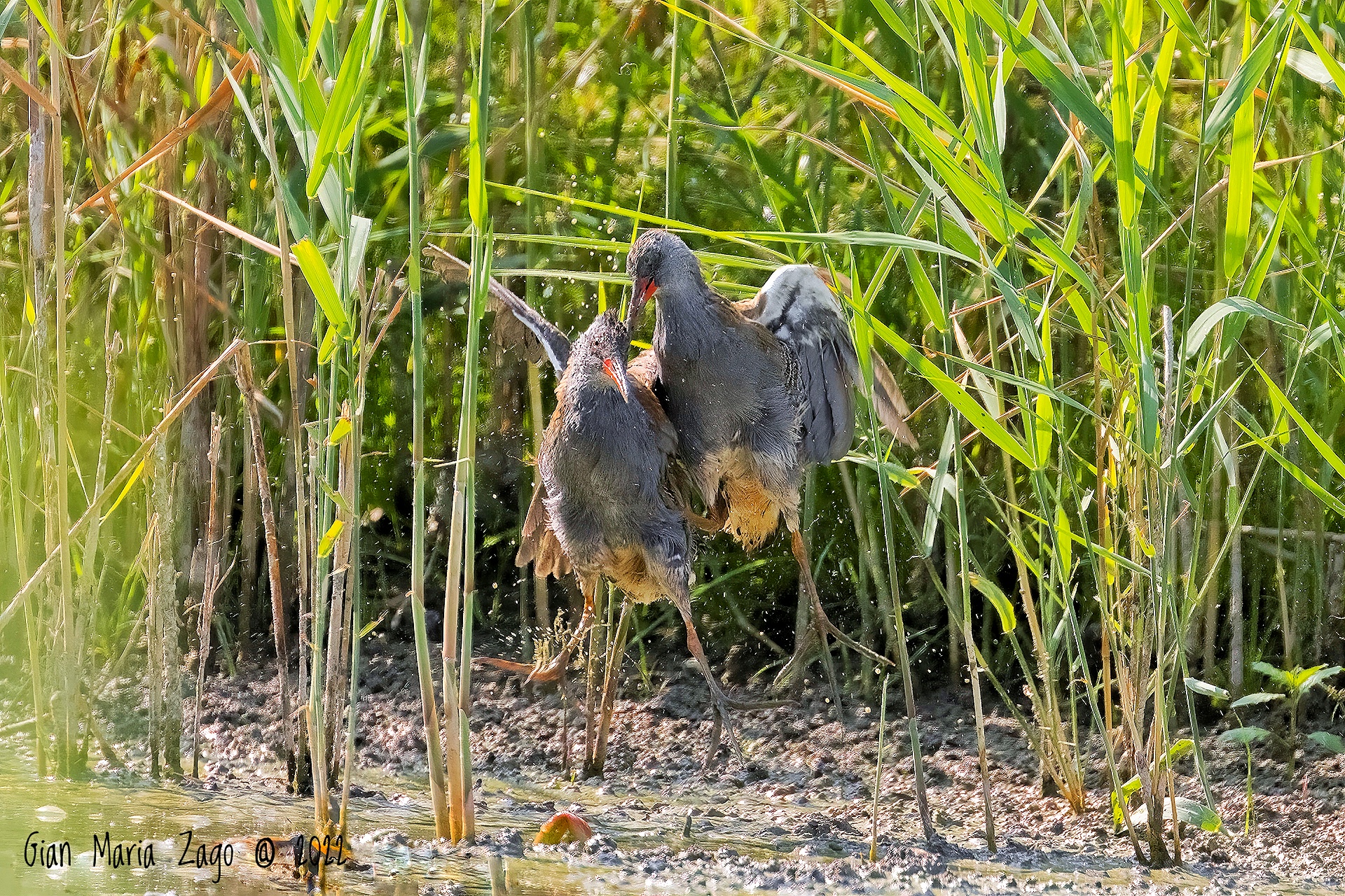 Territorial struggle