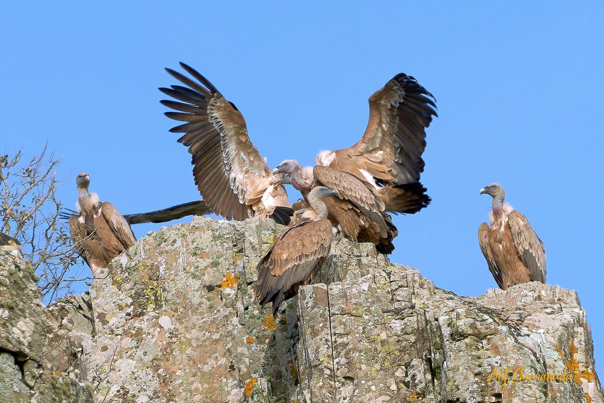 Sardegna Selvaggia