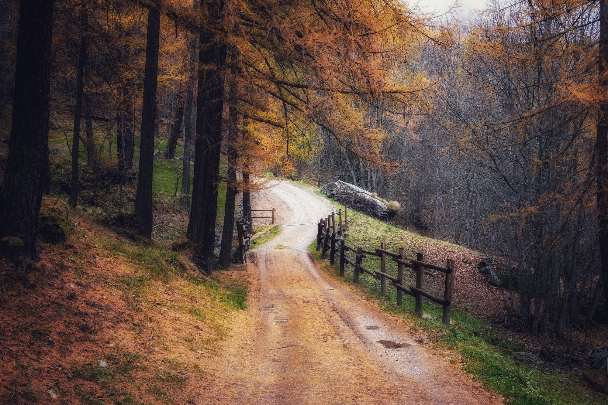Autumn forest