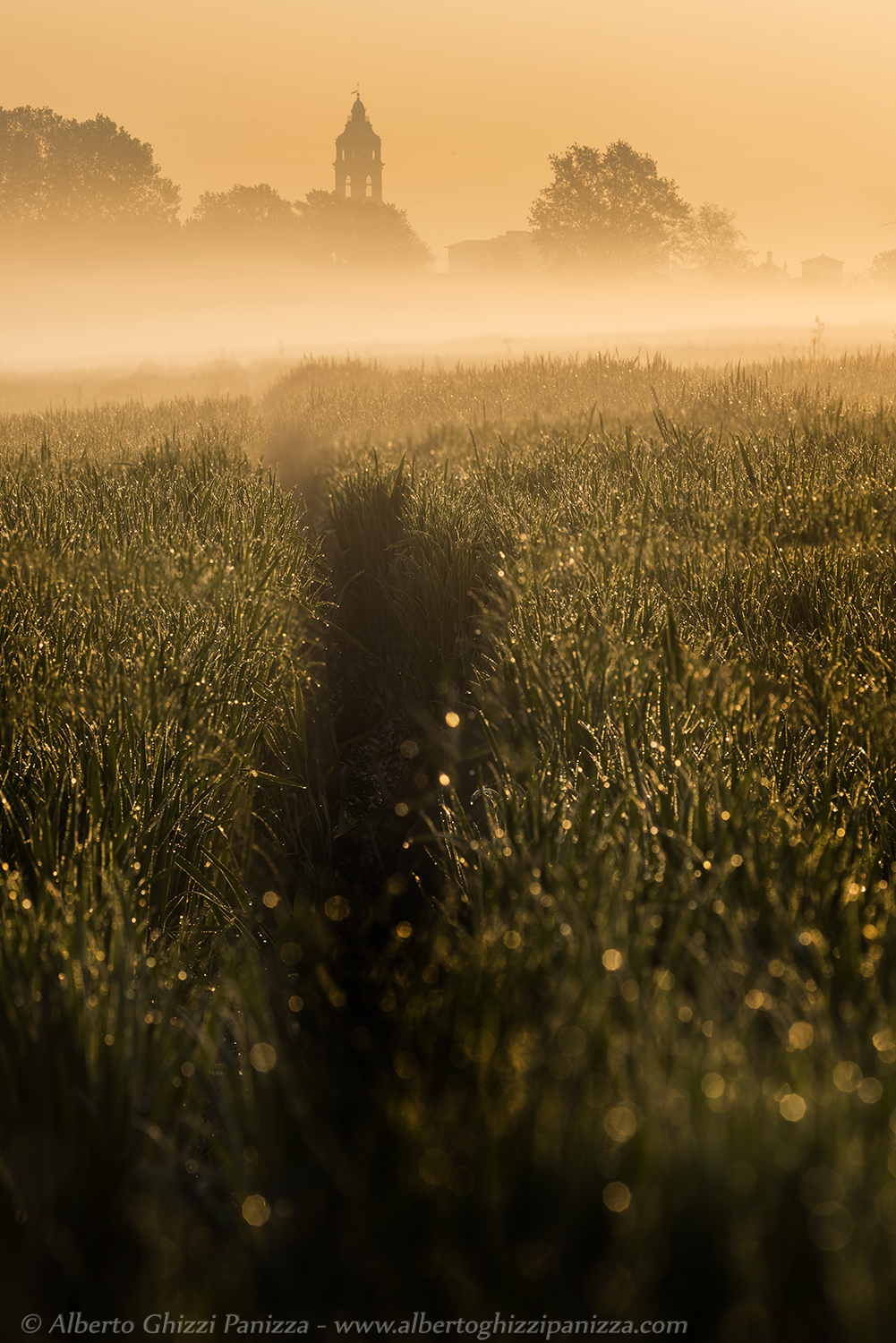 Nebbiolina prima dell'alba
