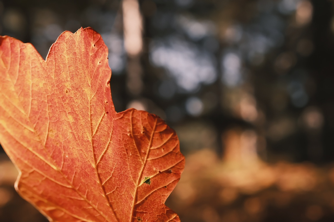 Autunno 2022