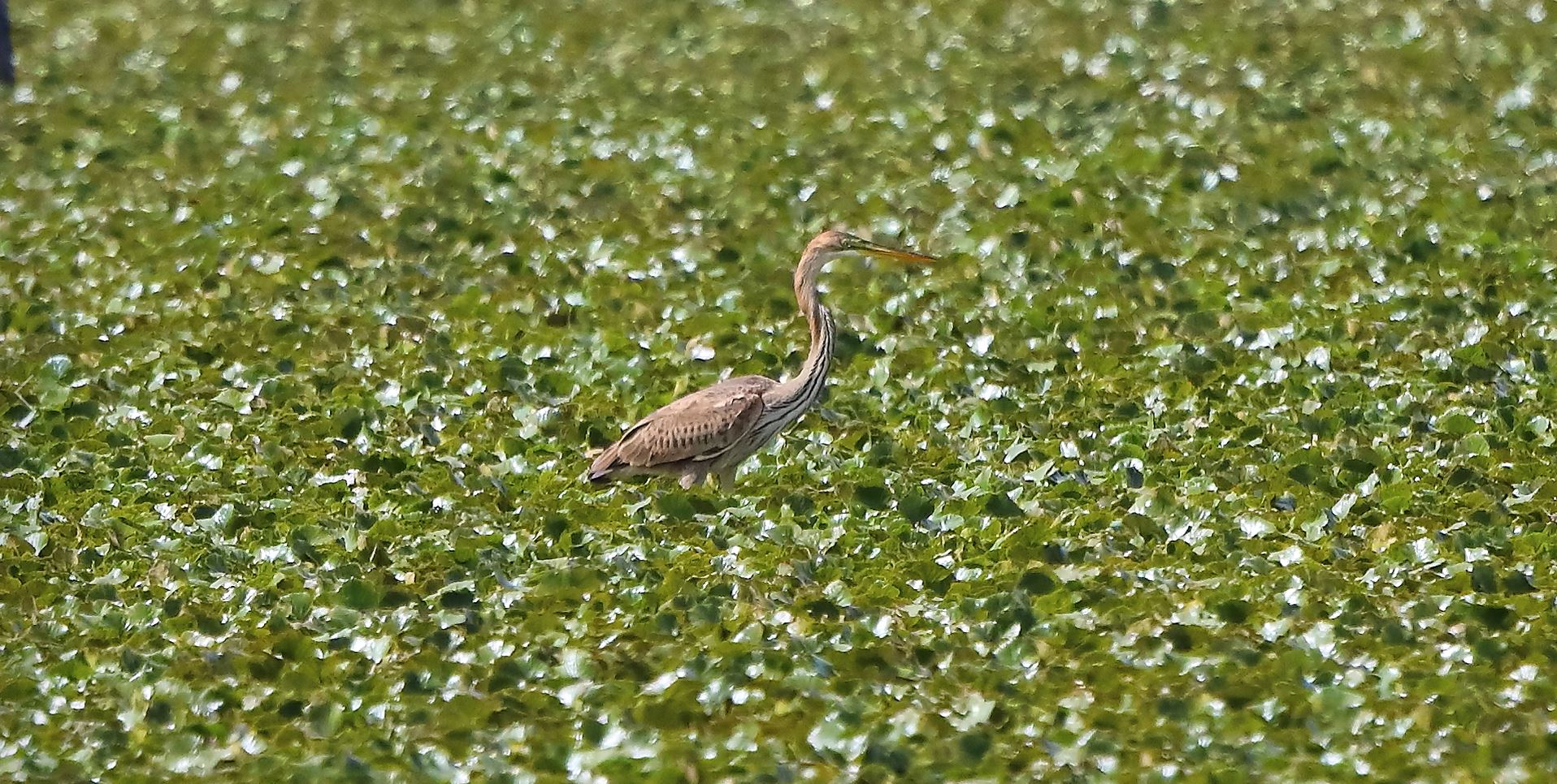 airone rosso 19-08-2022