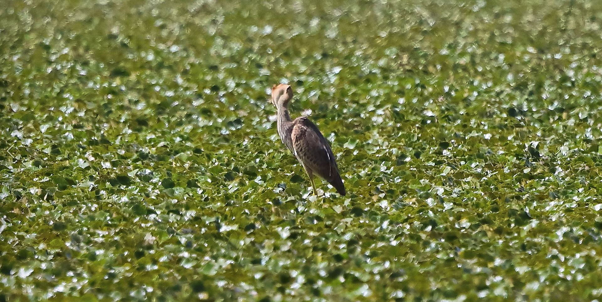 airone rosso 19-08-2022