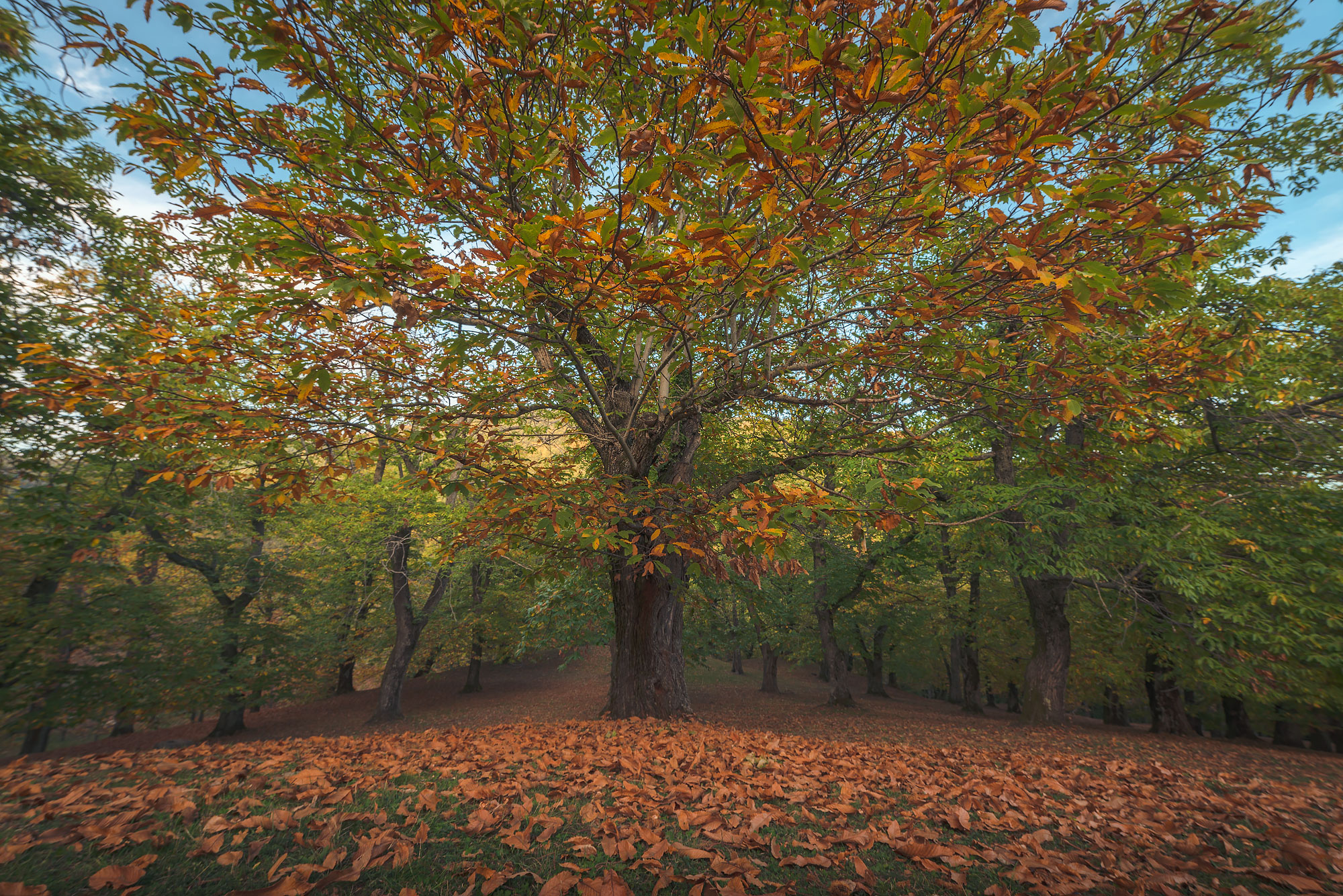 The colors of Camaldoli