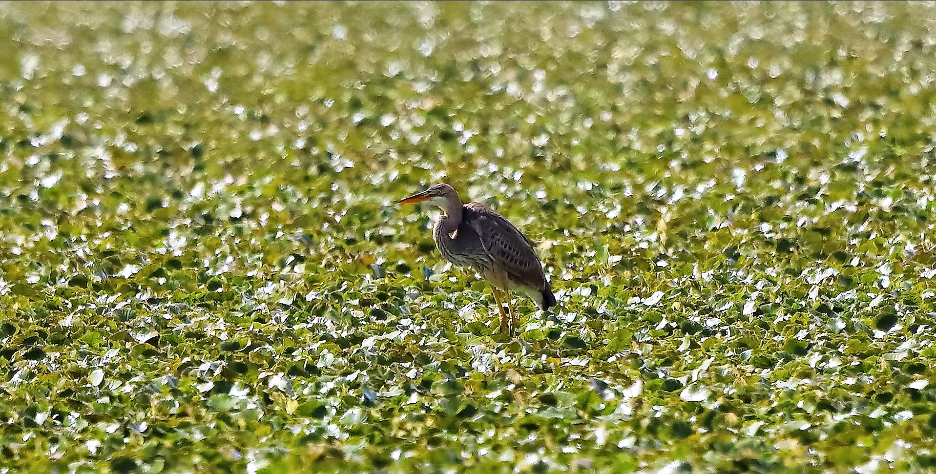 airone rosso 19-08-2022