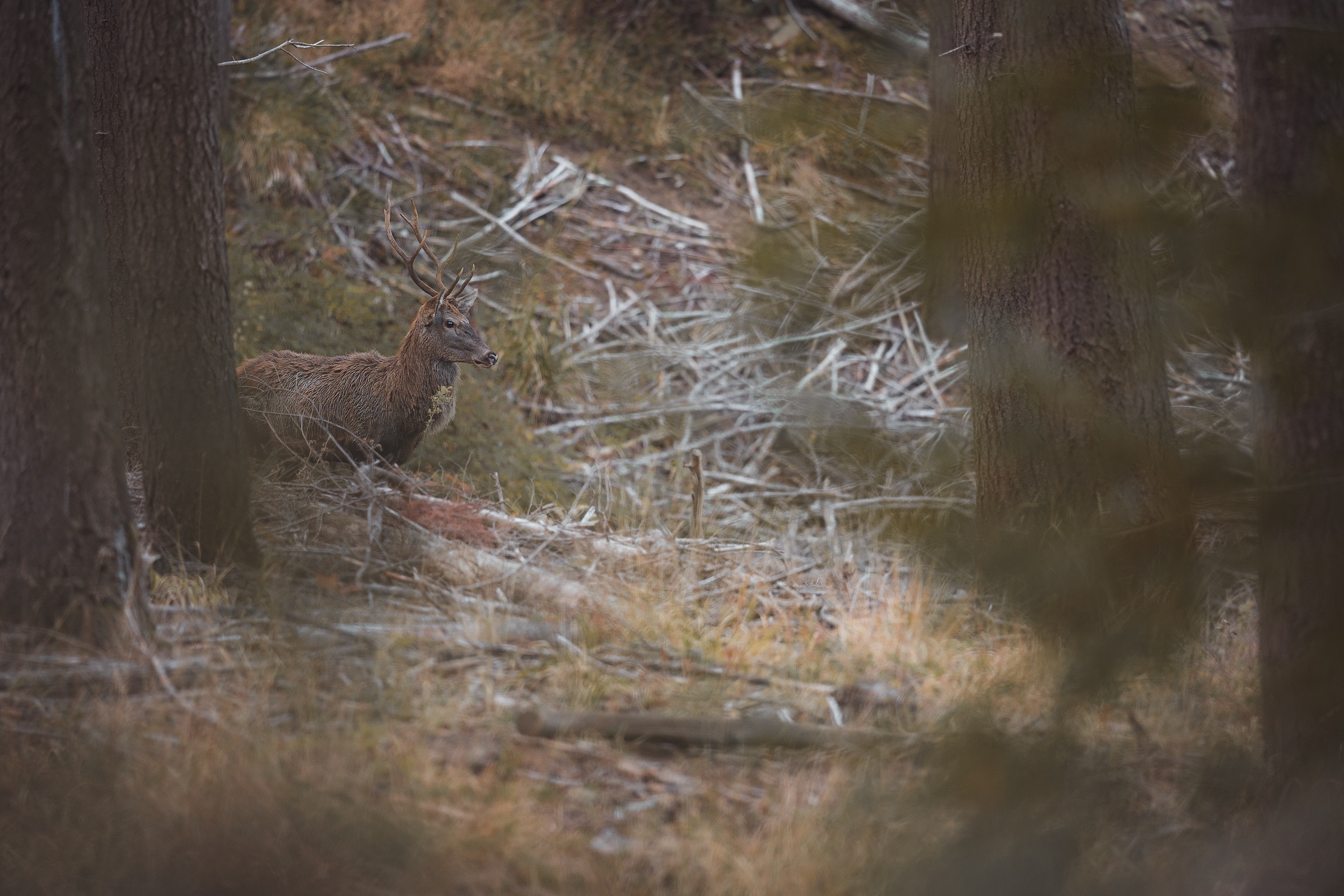 deer