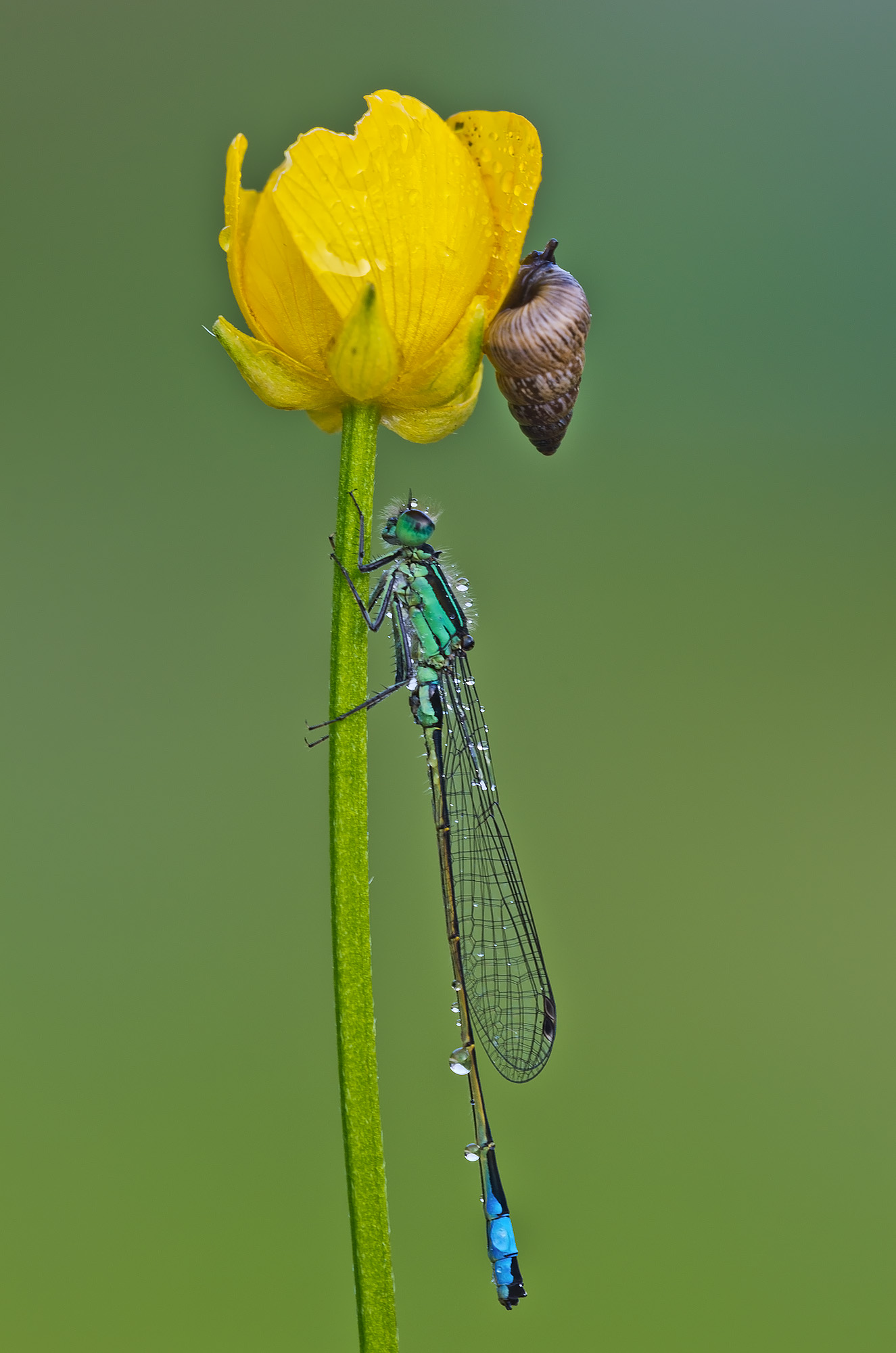 Ischnura elegans (Vander Linden, 1820 ) - Coenagrionida