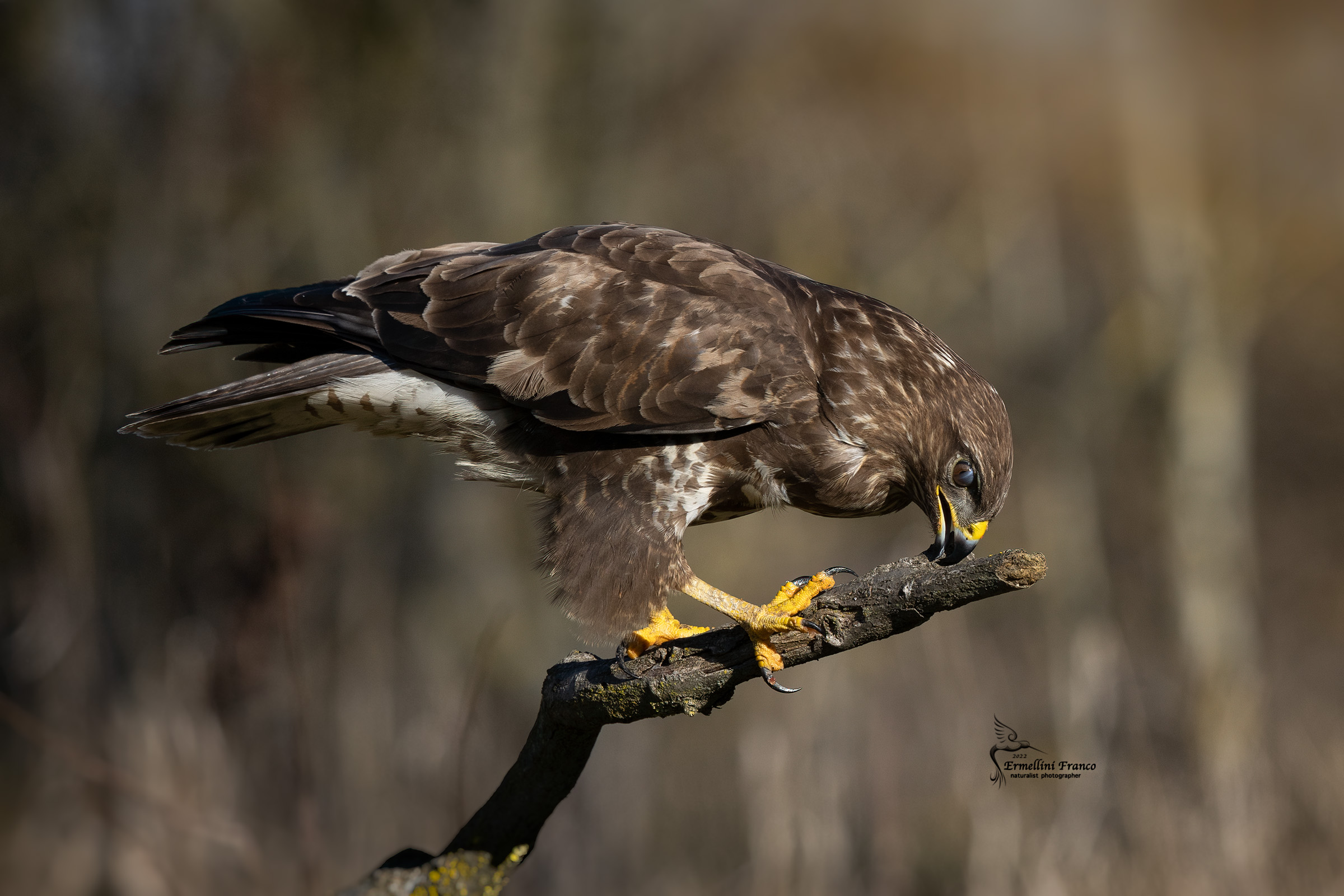 Buzzard