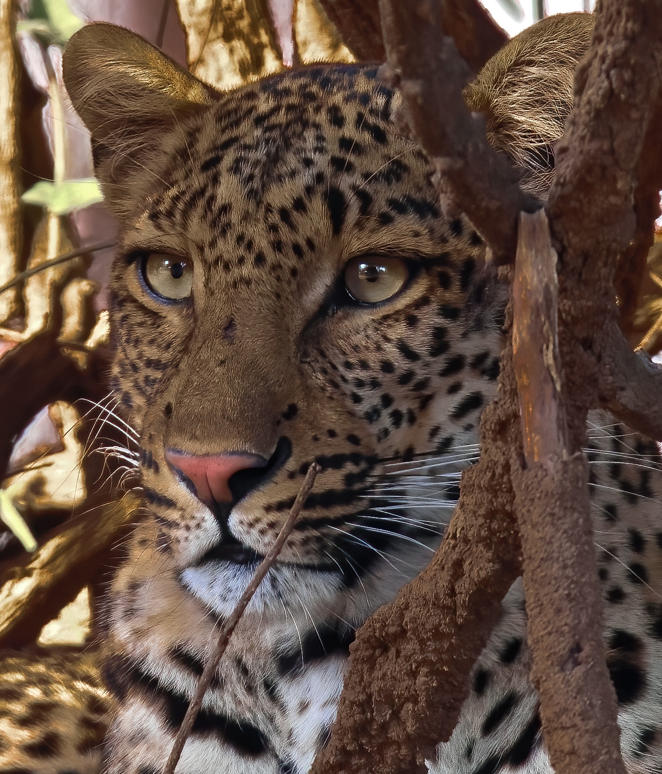 Nascosto tra i cespugli