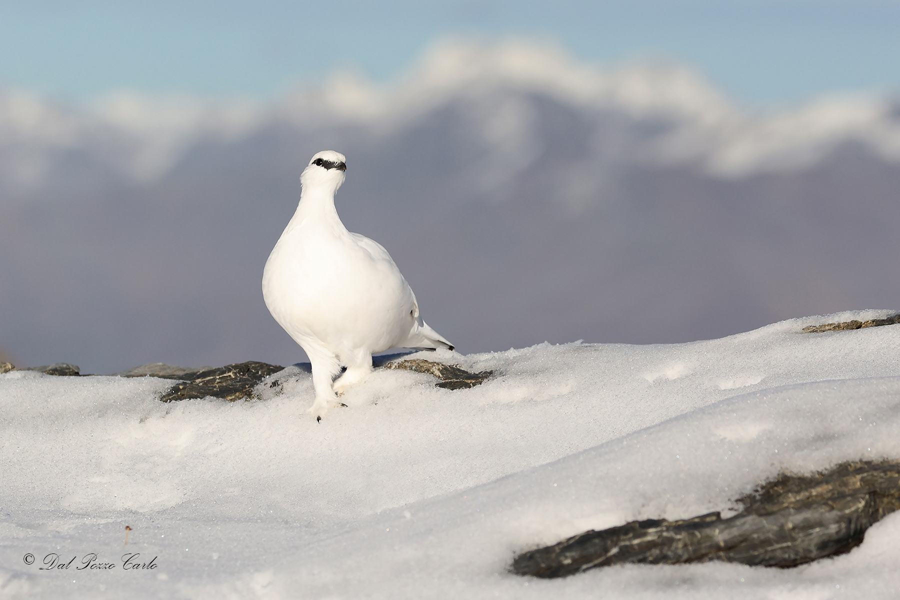 The diva of the Alps