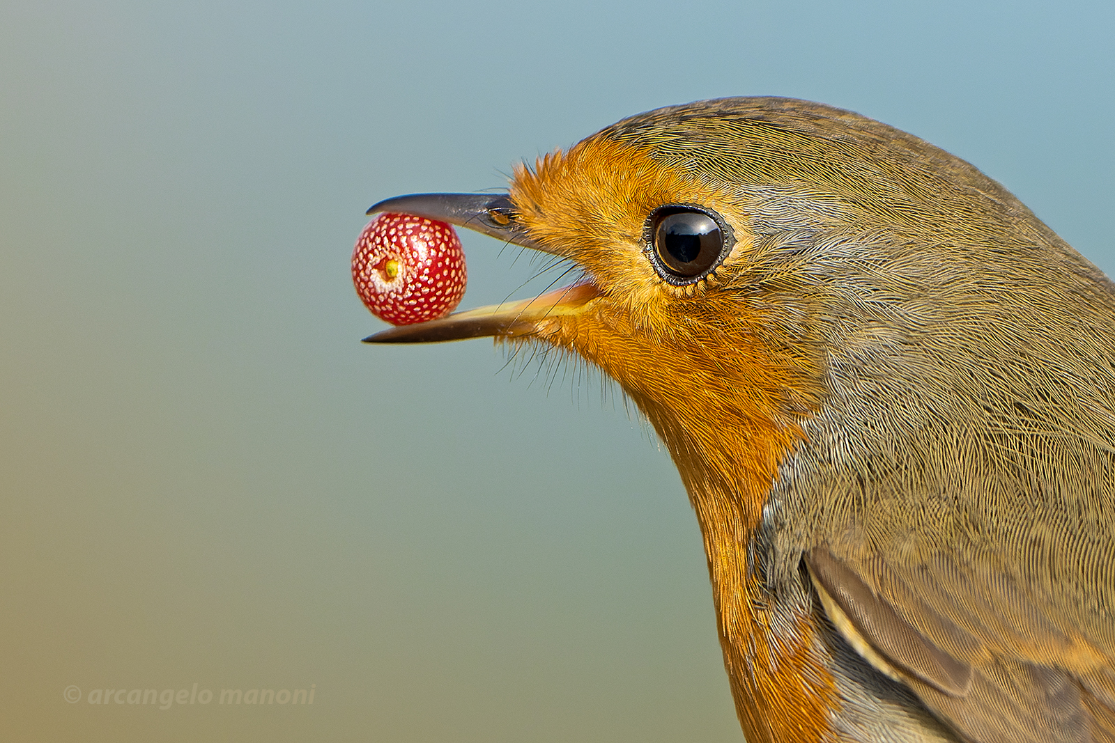 Il pettirosso e la bacca elaeagnus umbellata