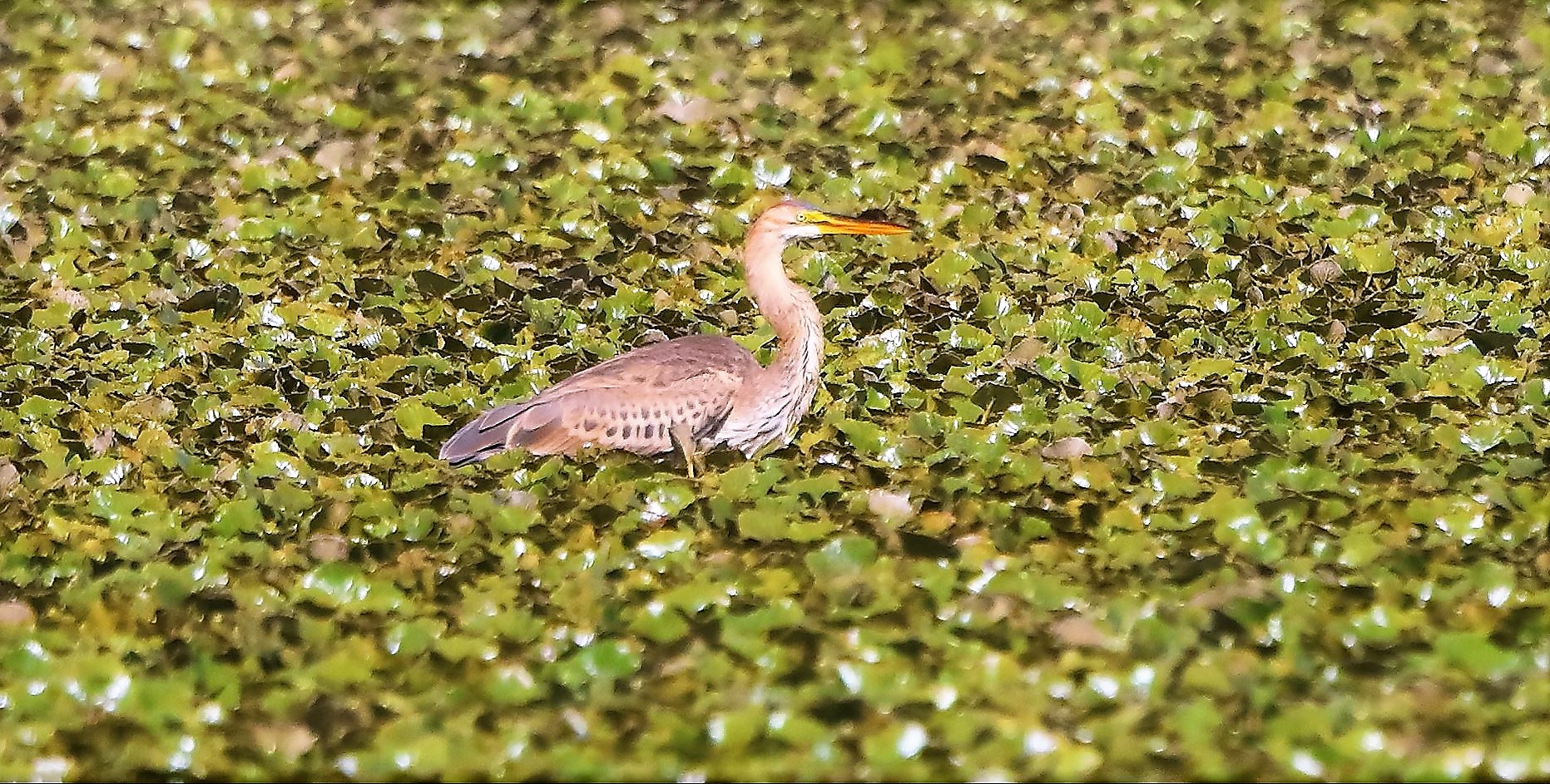 airone rosso 24-08-2022