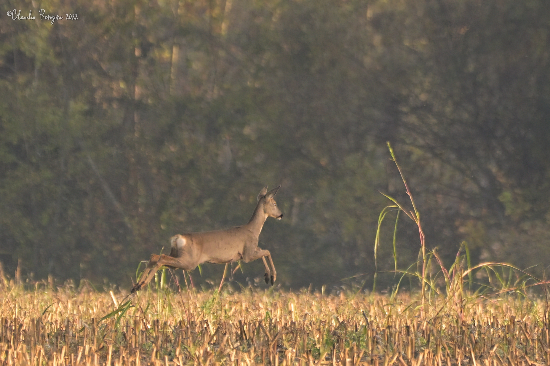 Roe deer to jump