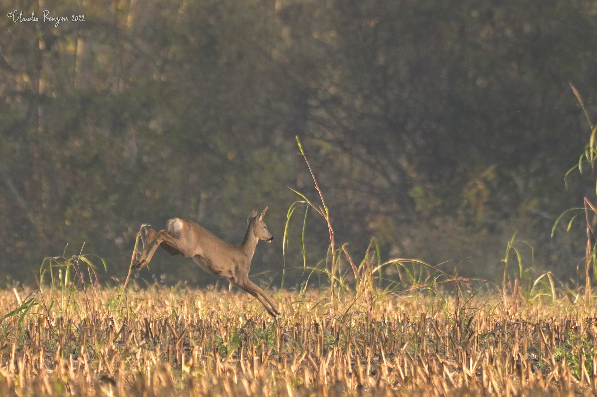 Roe deer to jump