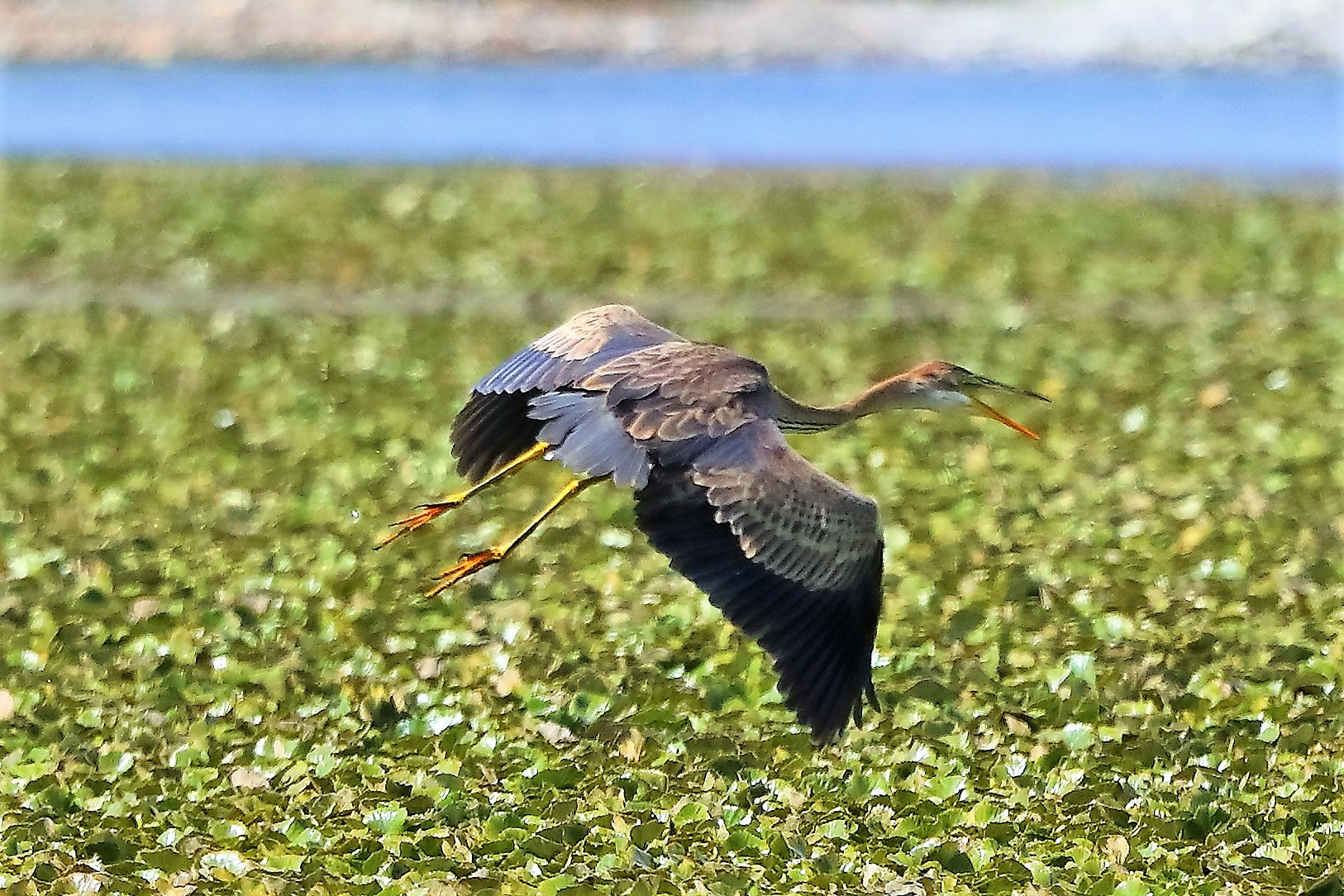 airone rosso 27-08-2022