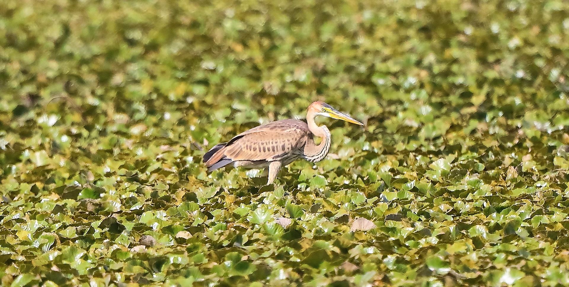 airone rosso 27-08-2022