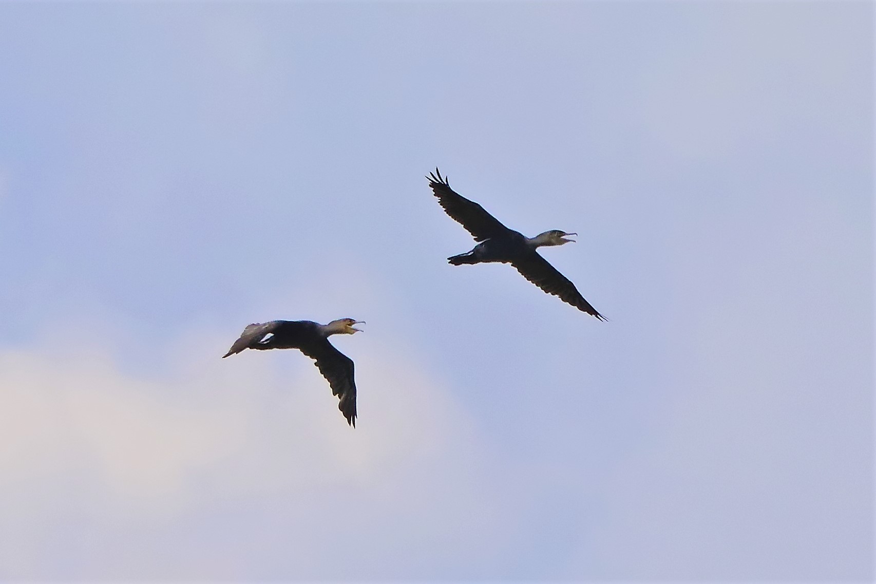 cormorani 27-08-2022