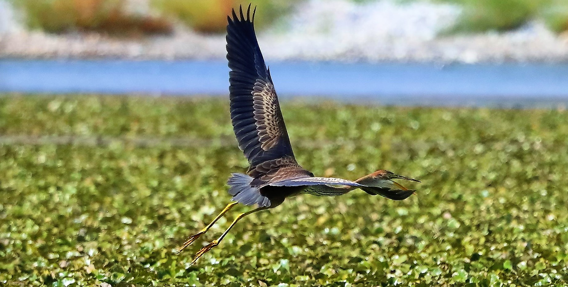 airone rosso 27-08-2022