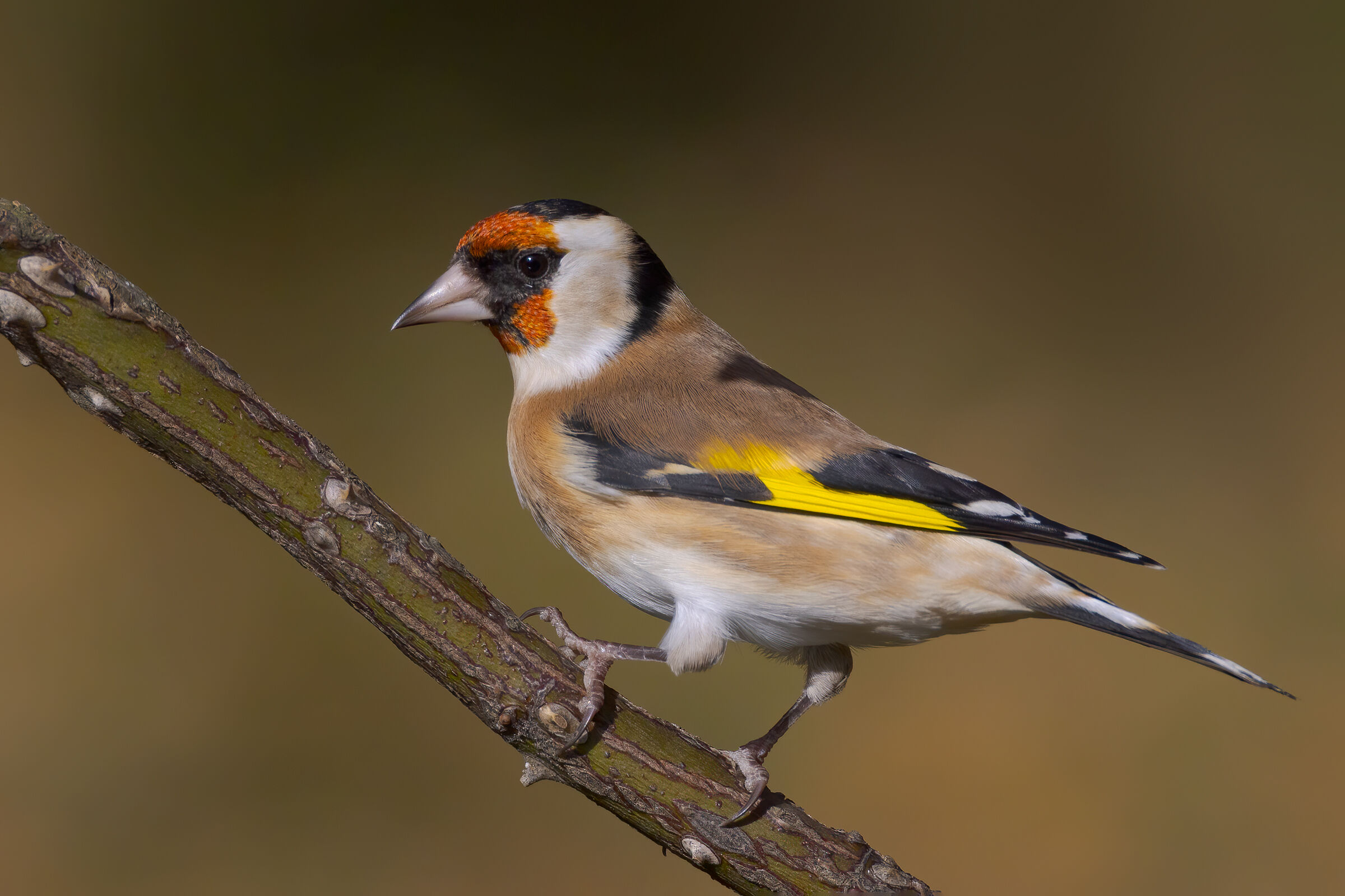 Cardellino (Carduelis carduelis)