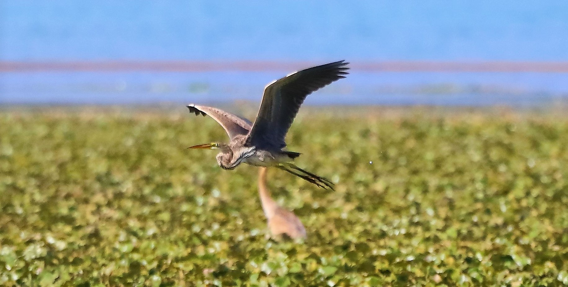 airone rosso 27-08-2022