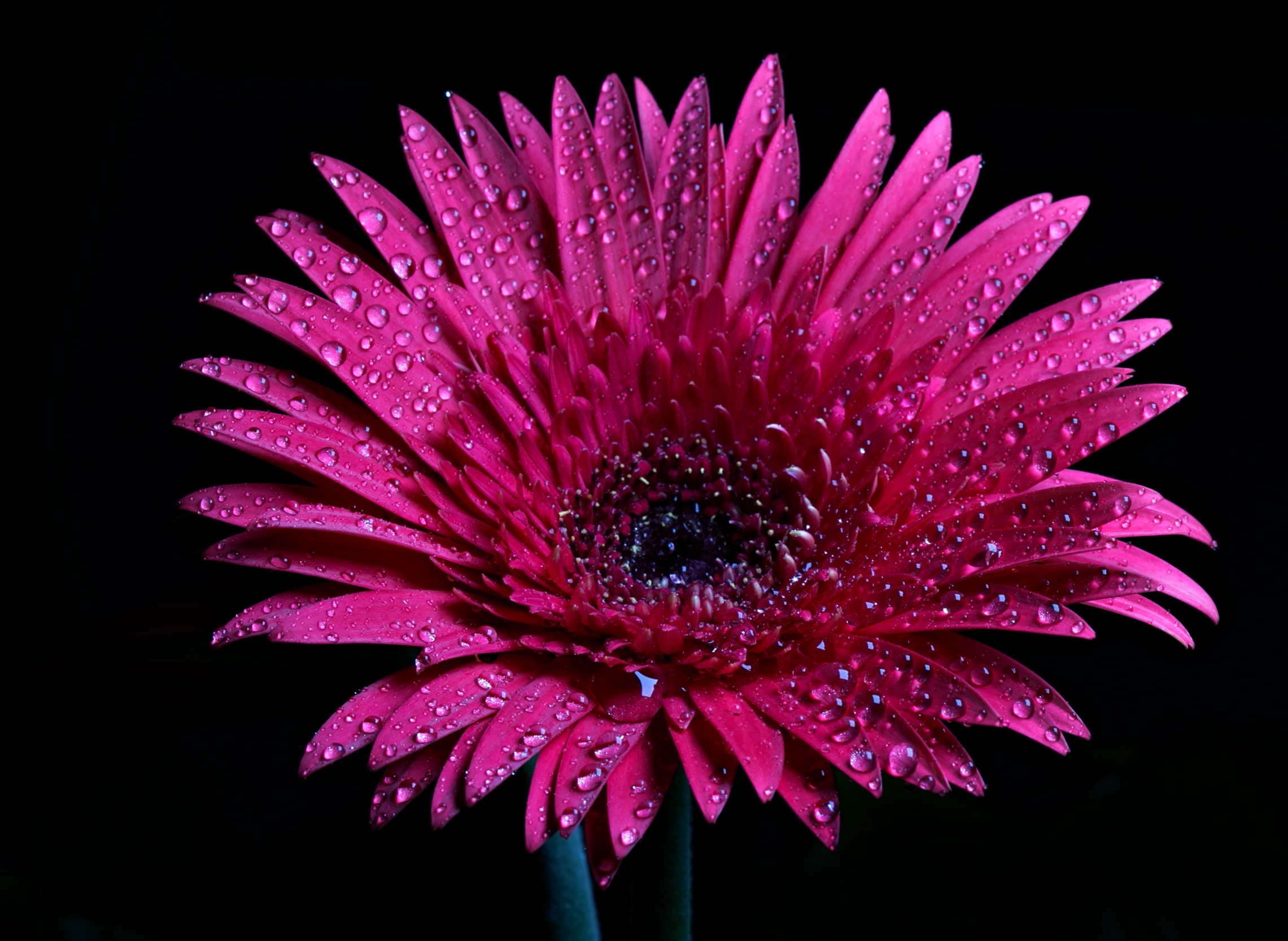 La gerbera