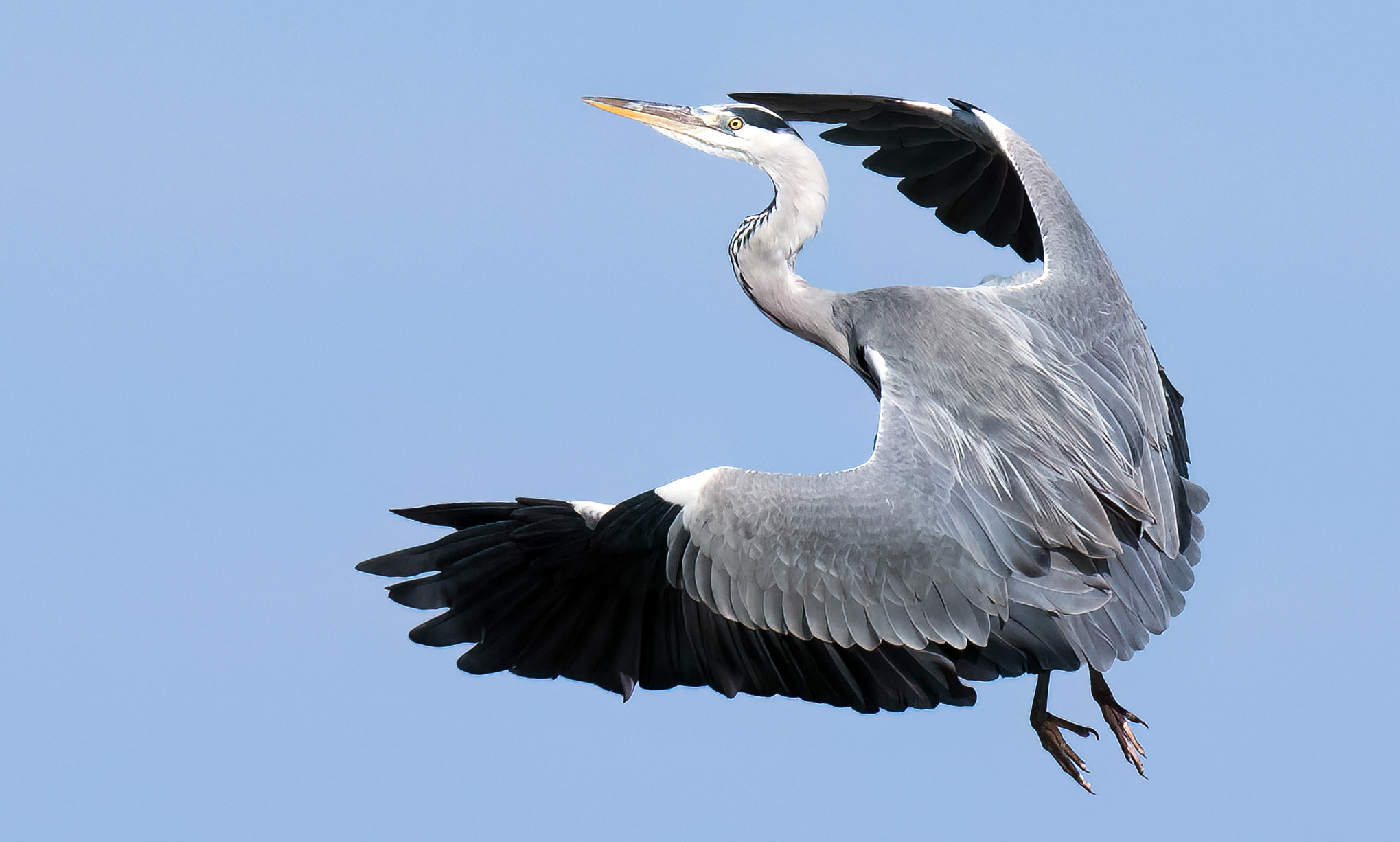 Grey Heron #lidodifano