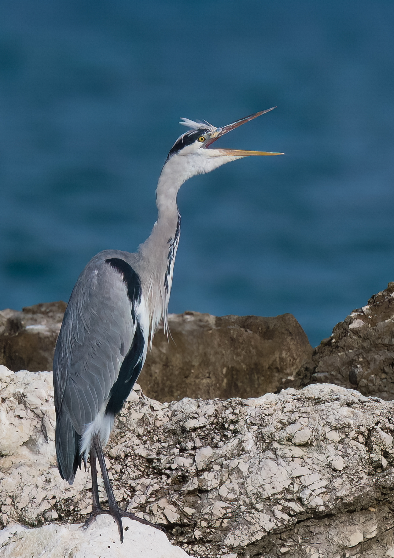 Grey Heron #lidodifano