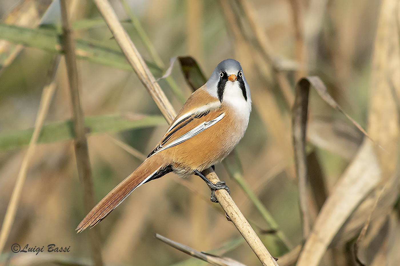 Basettino Male
