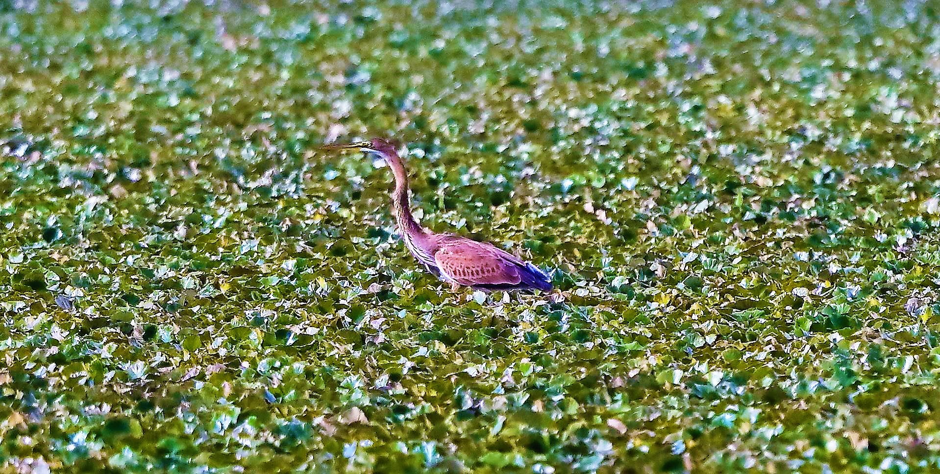 airone rosso 30-08-2022