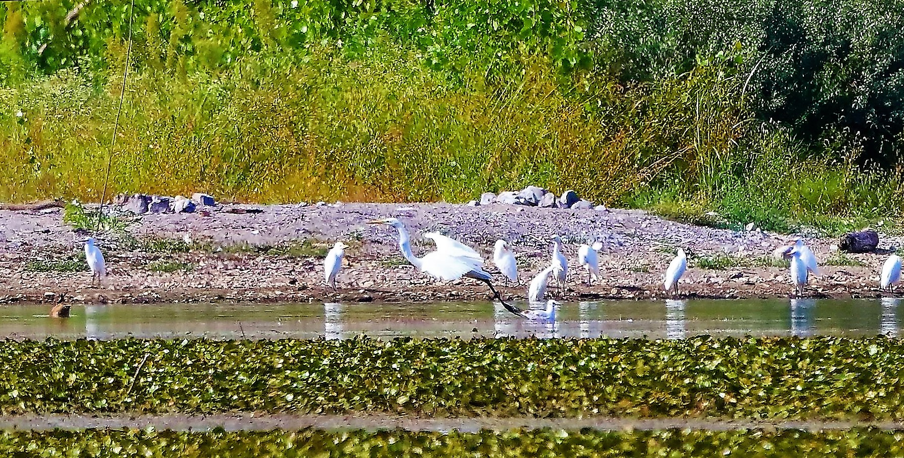 Bianco maggiore 30-08-2022