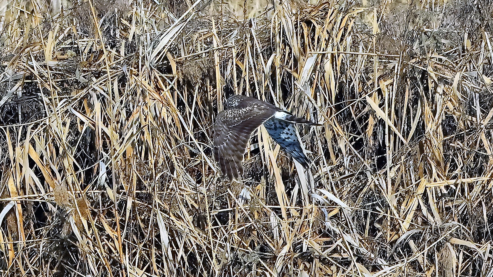 Albanella R 27 gen 2022 --068--