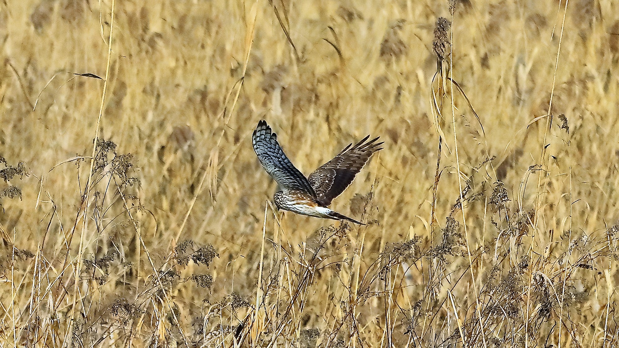 Albanella R 27 gen 2022 --070--