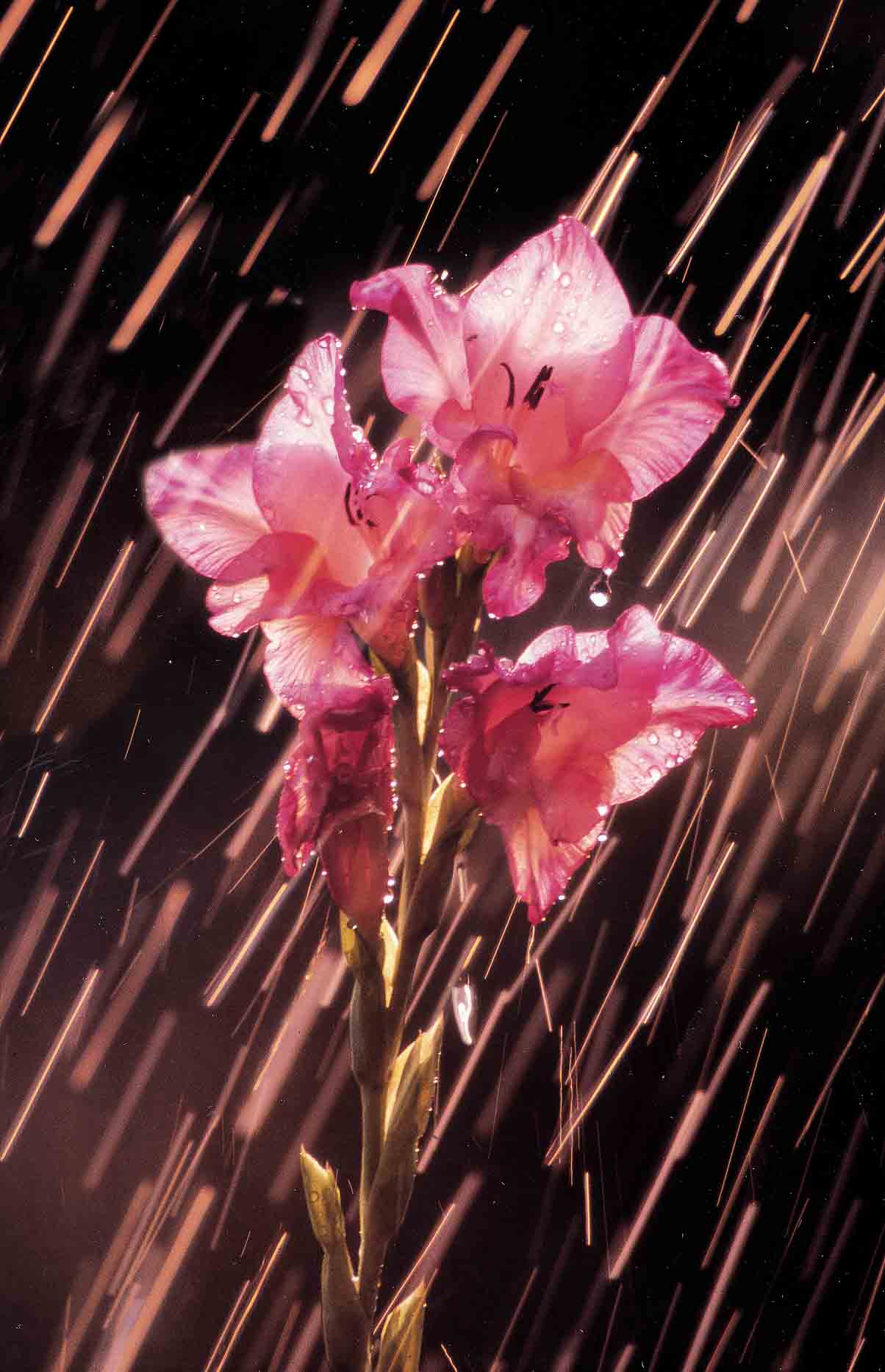 Gladiolus in the rain