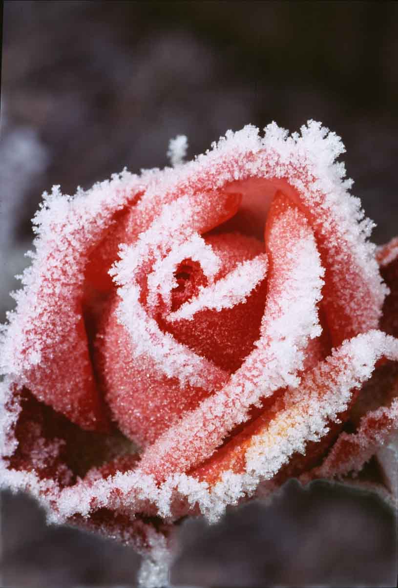 Pink with hoarfrost