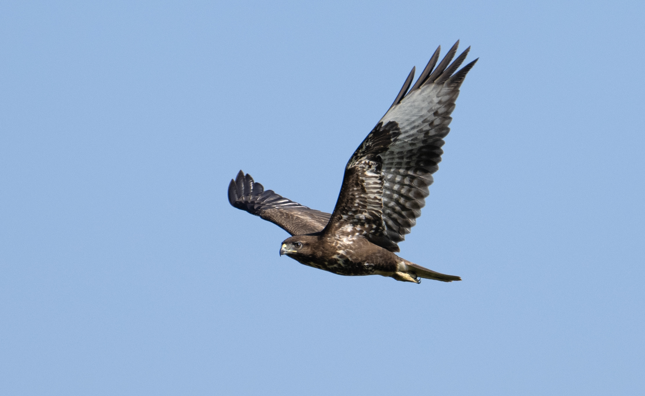 Campobello di Mazara