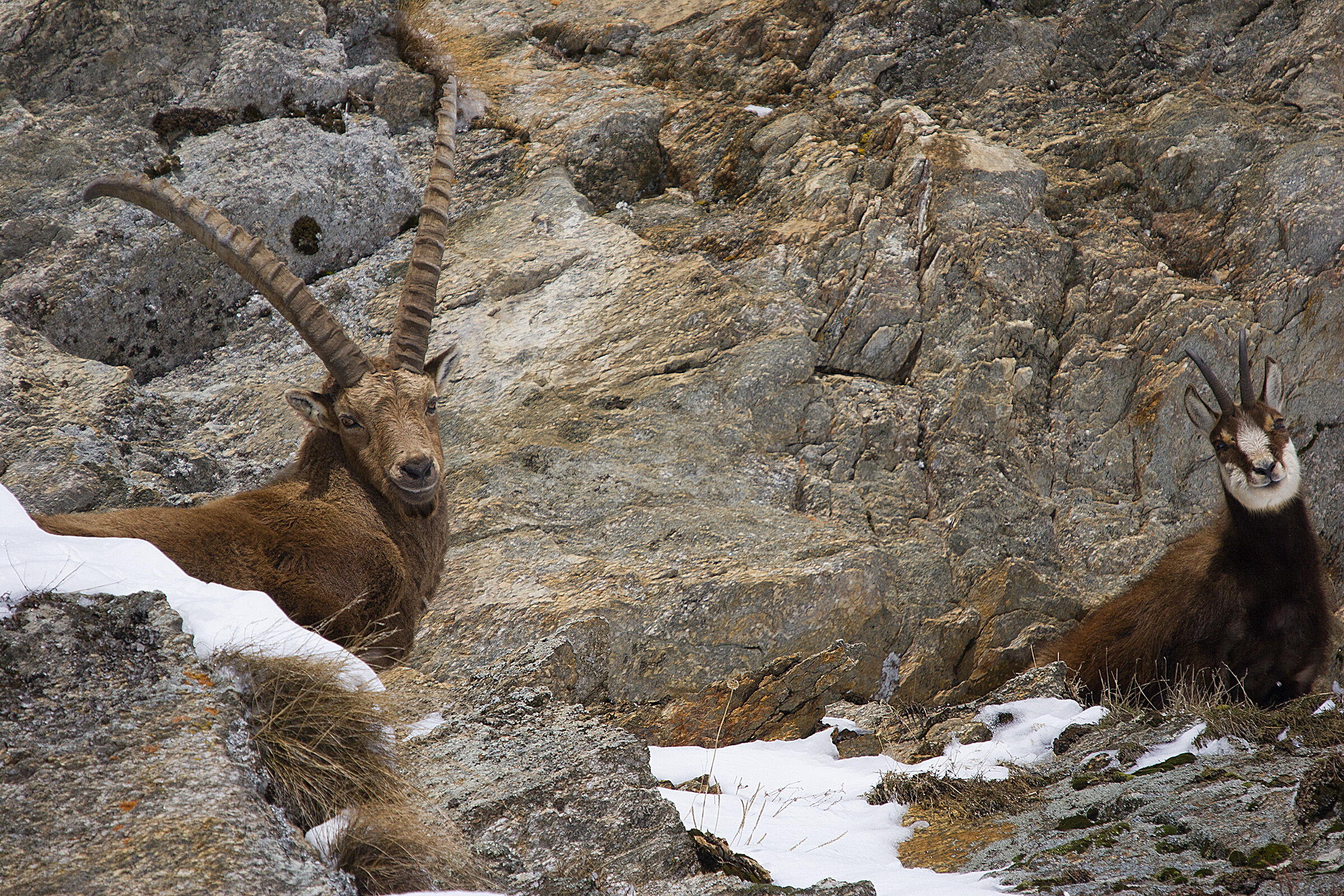 Ibex and suede posing