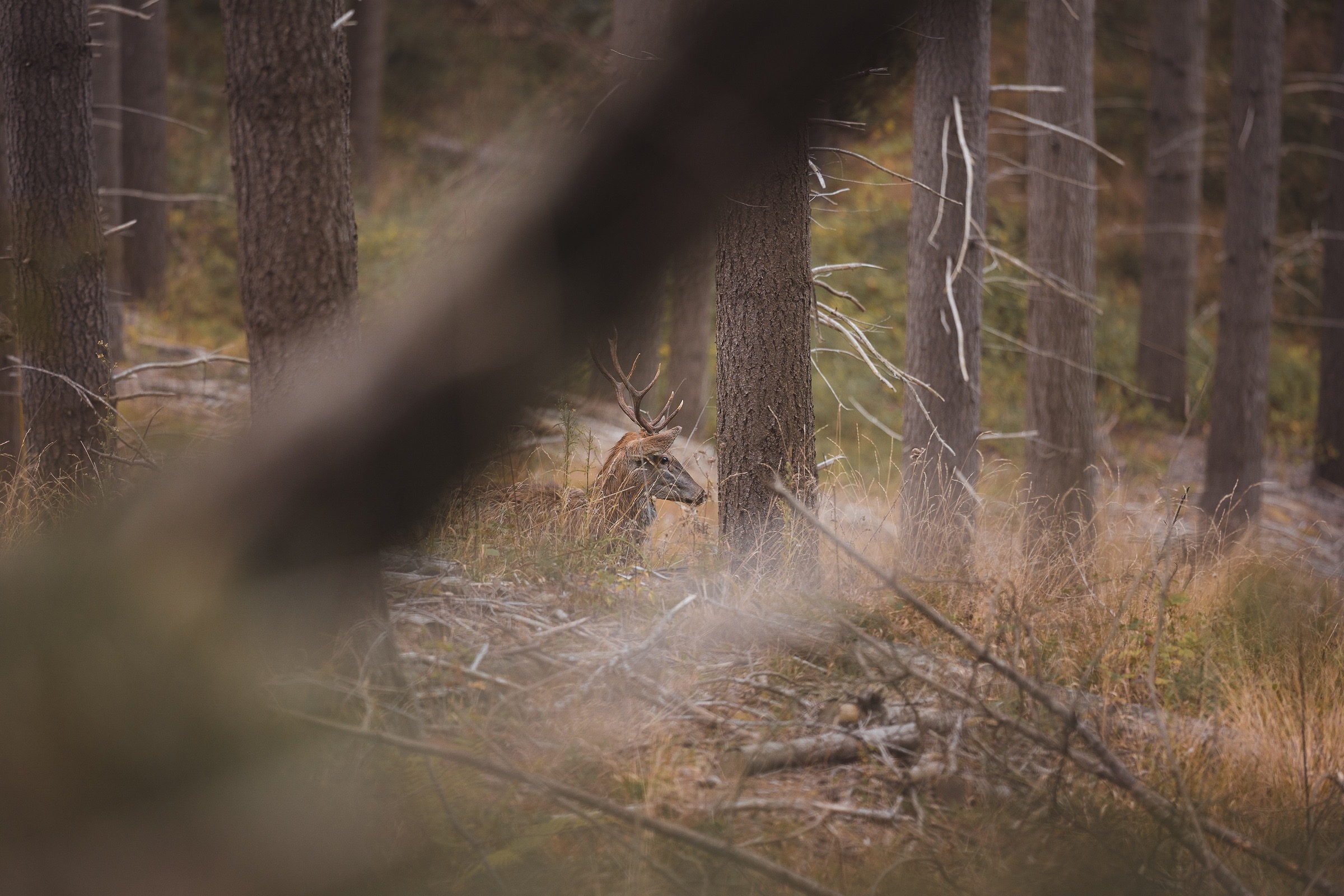 deer