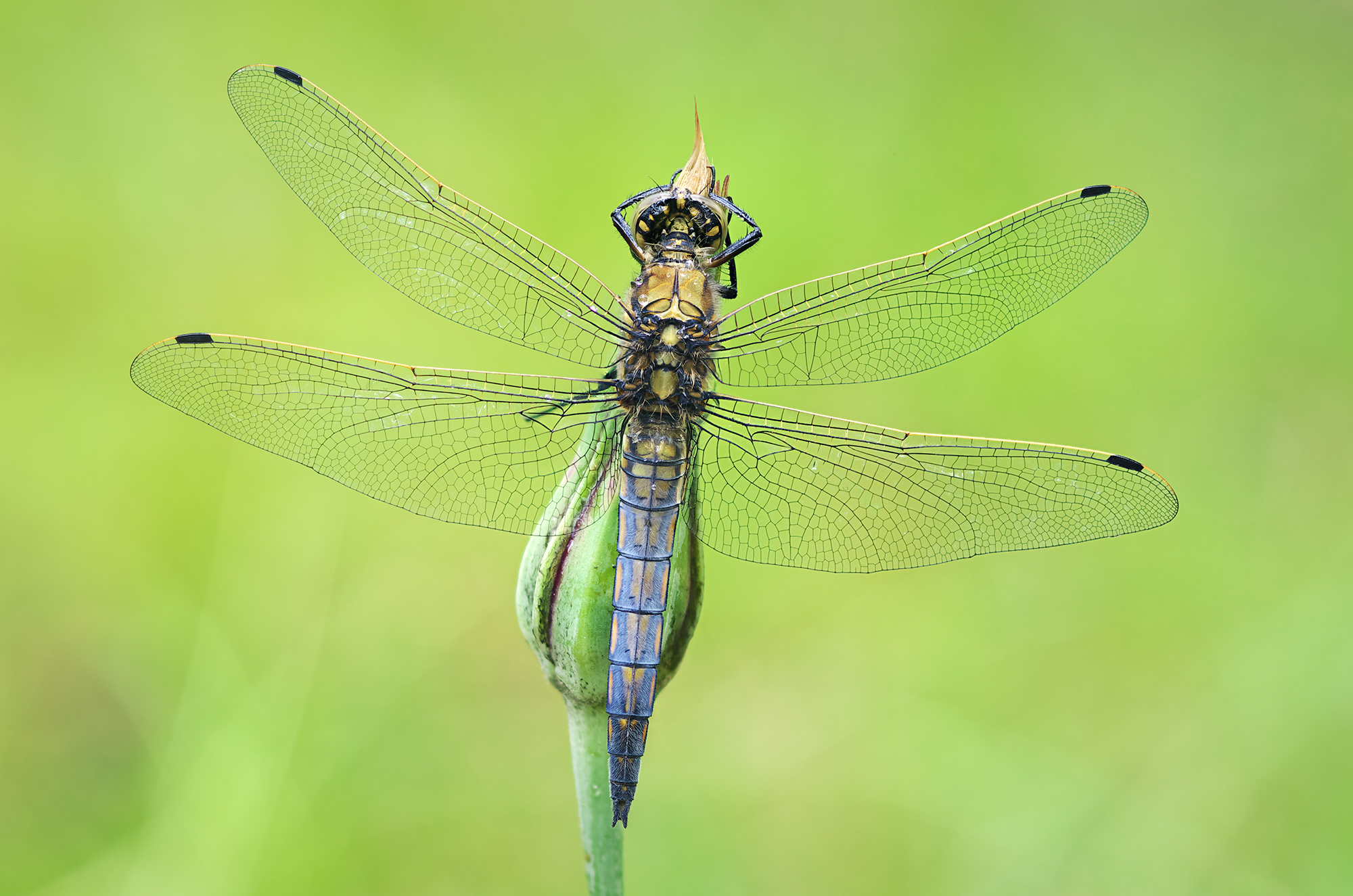 Orthetrum cancellatum