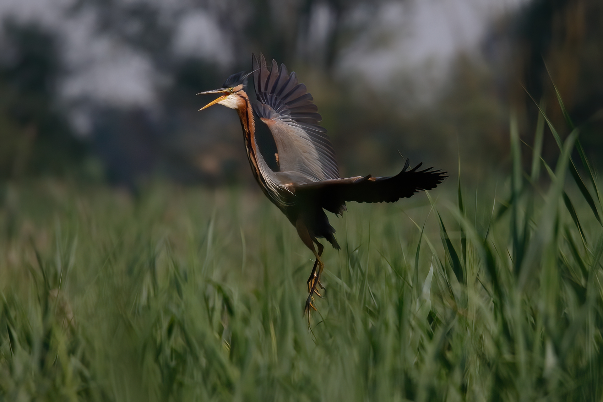 Purple heron flies from the nest...