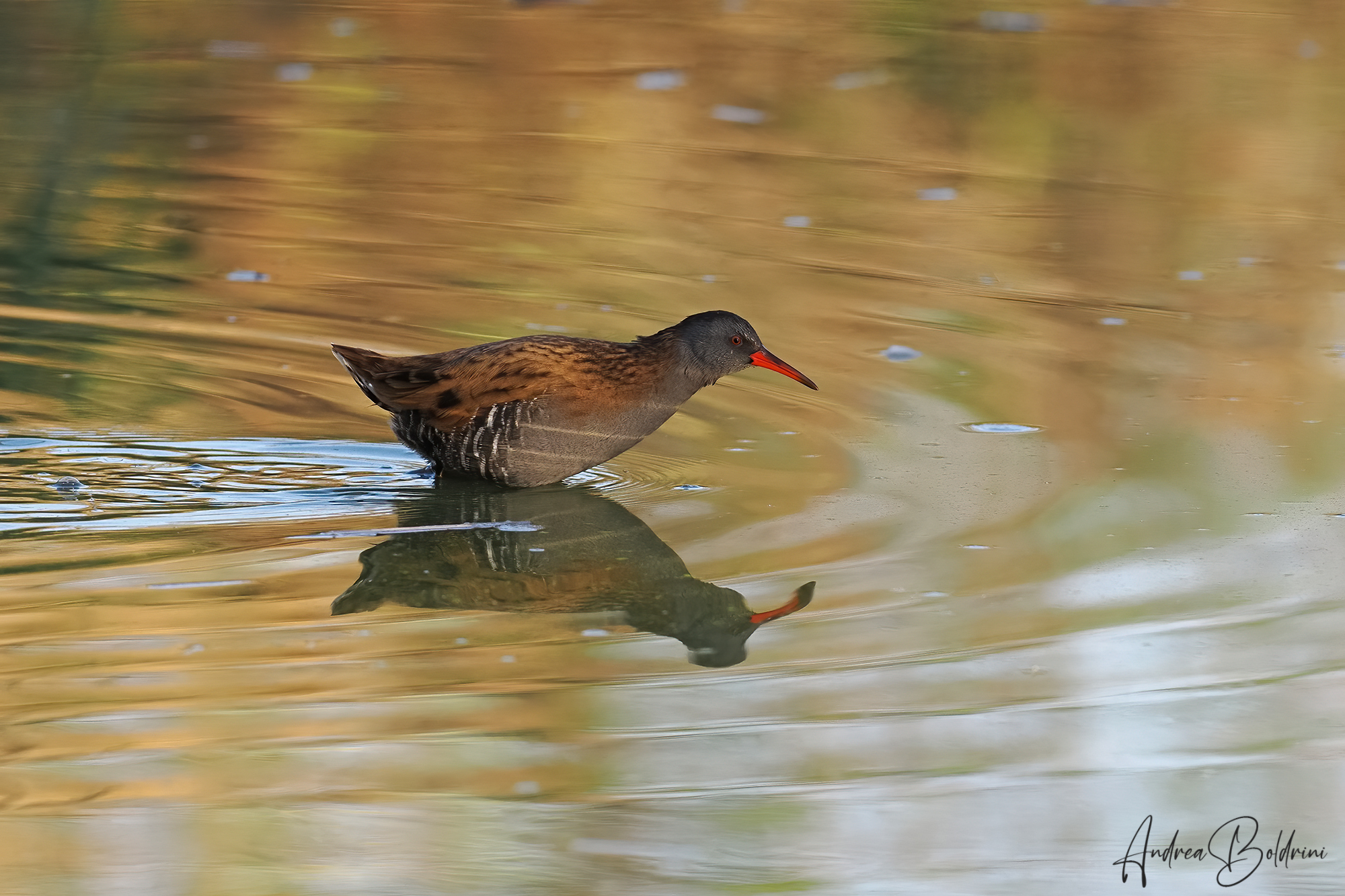 Water rail