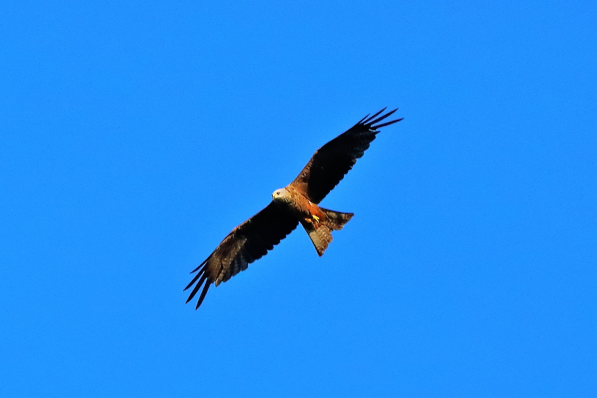 nibbio bruno 02-08-2022