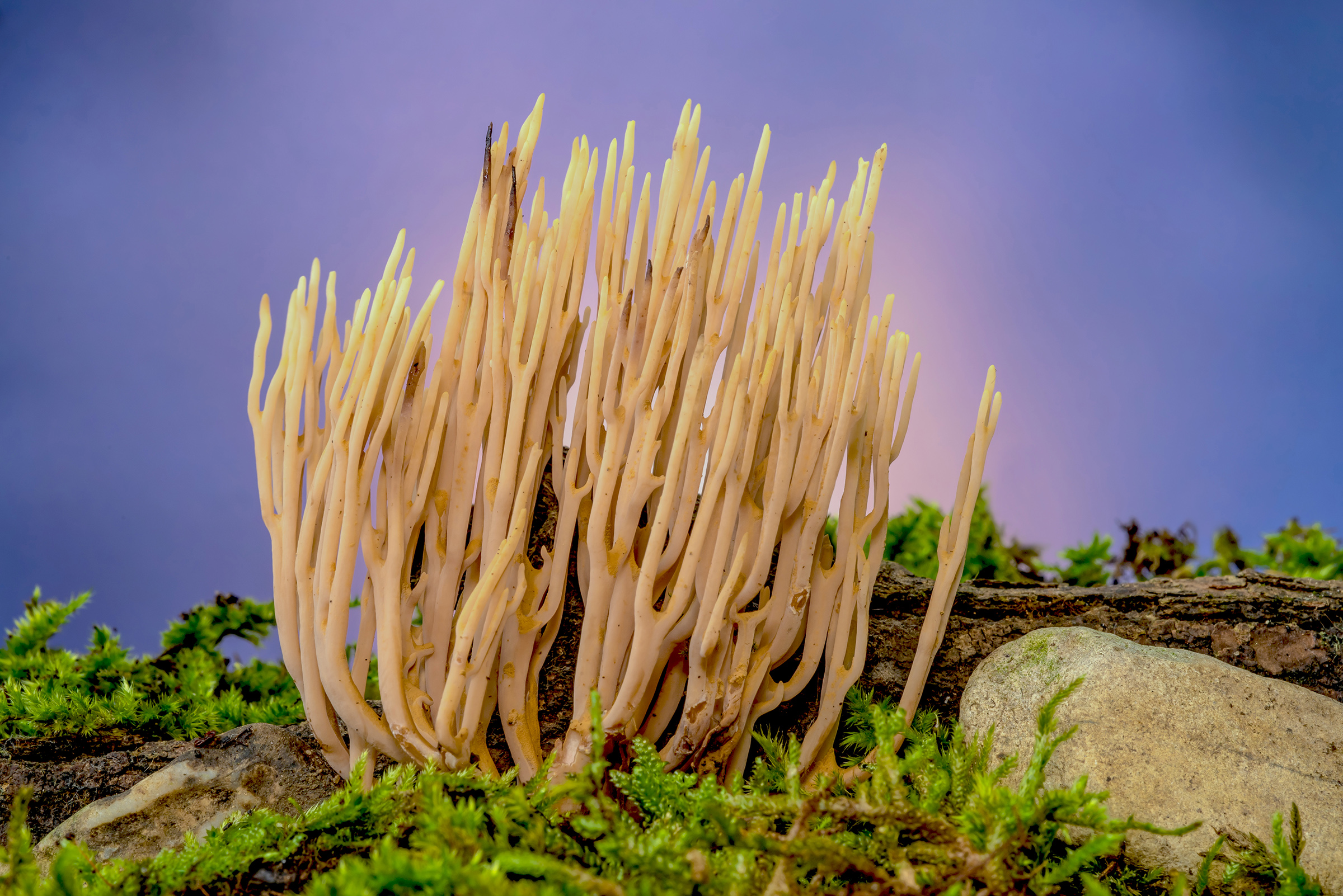 Corals in the forest