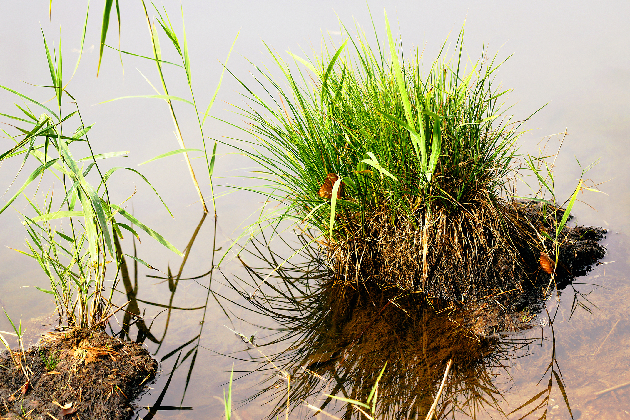 grass in the water