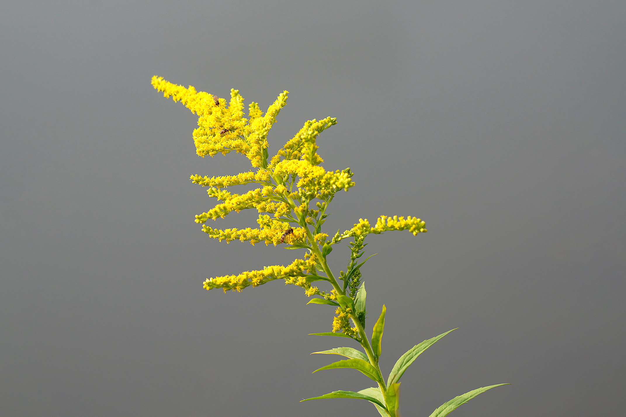 yellow flower