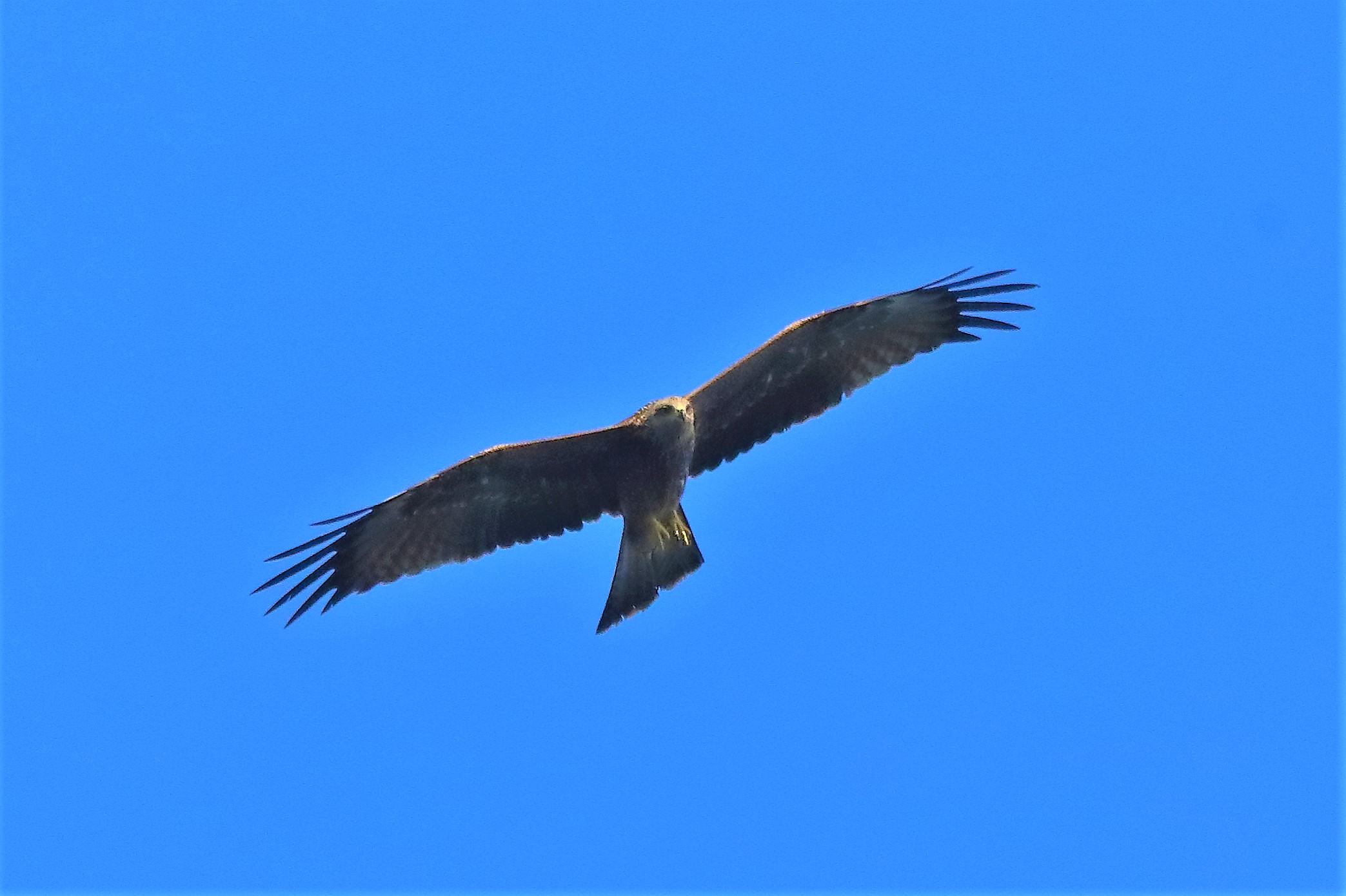 Nibbio bruno 02-08-2022