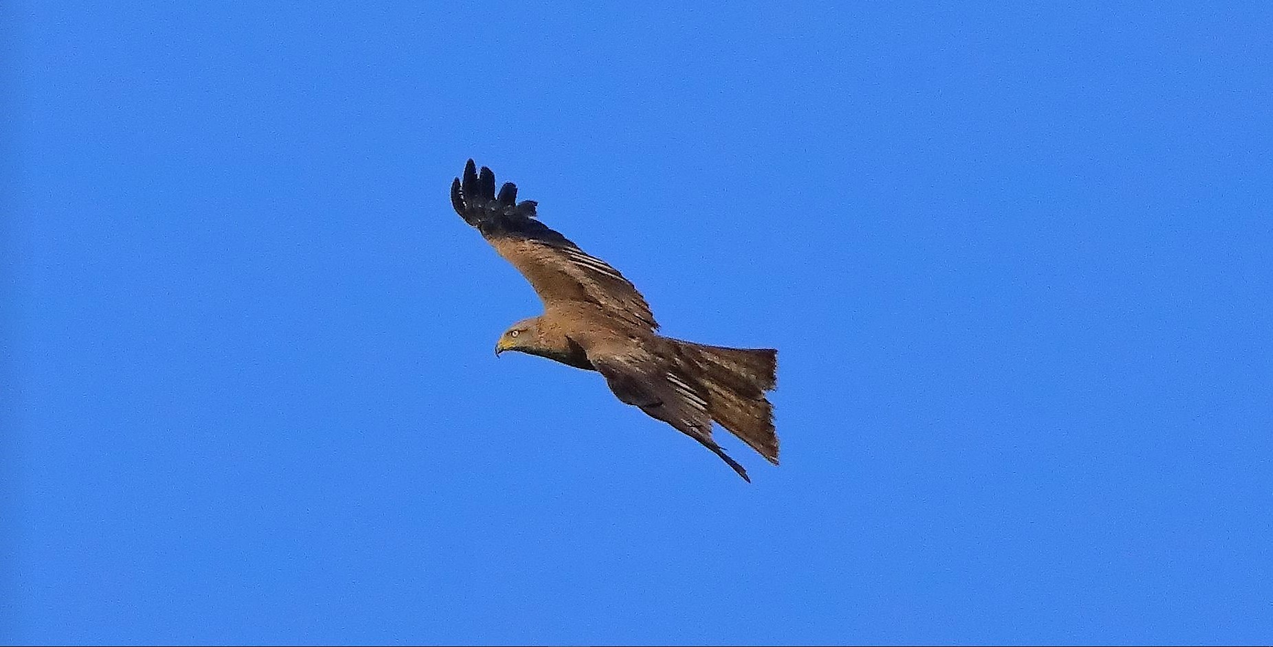 Nibbio bruno 03-08-2022