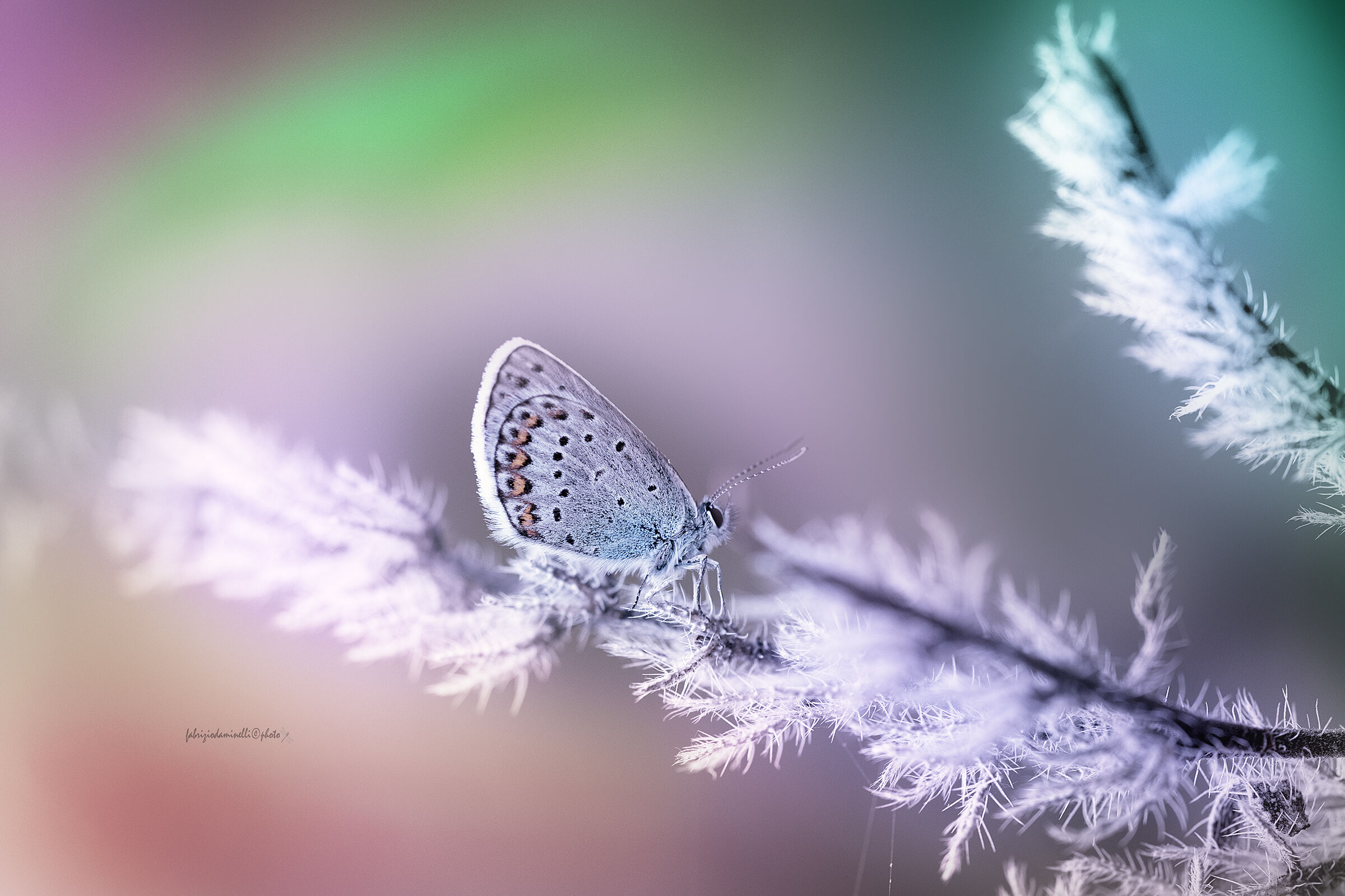 Reverdin's Blue - Plebejus argyrognomon