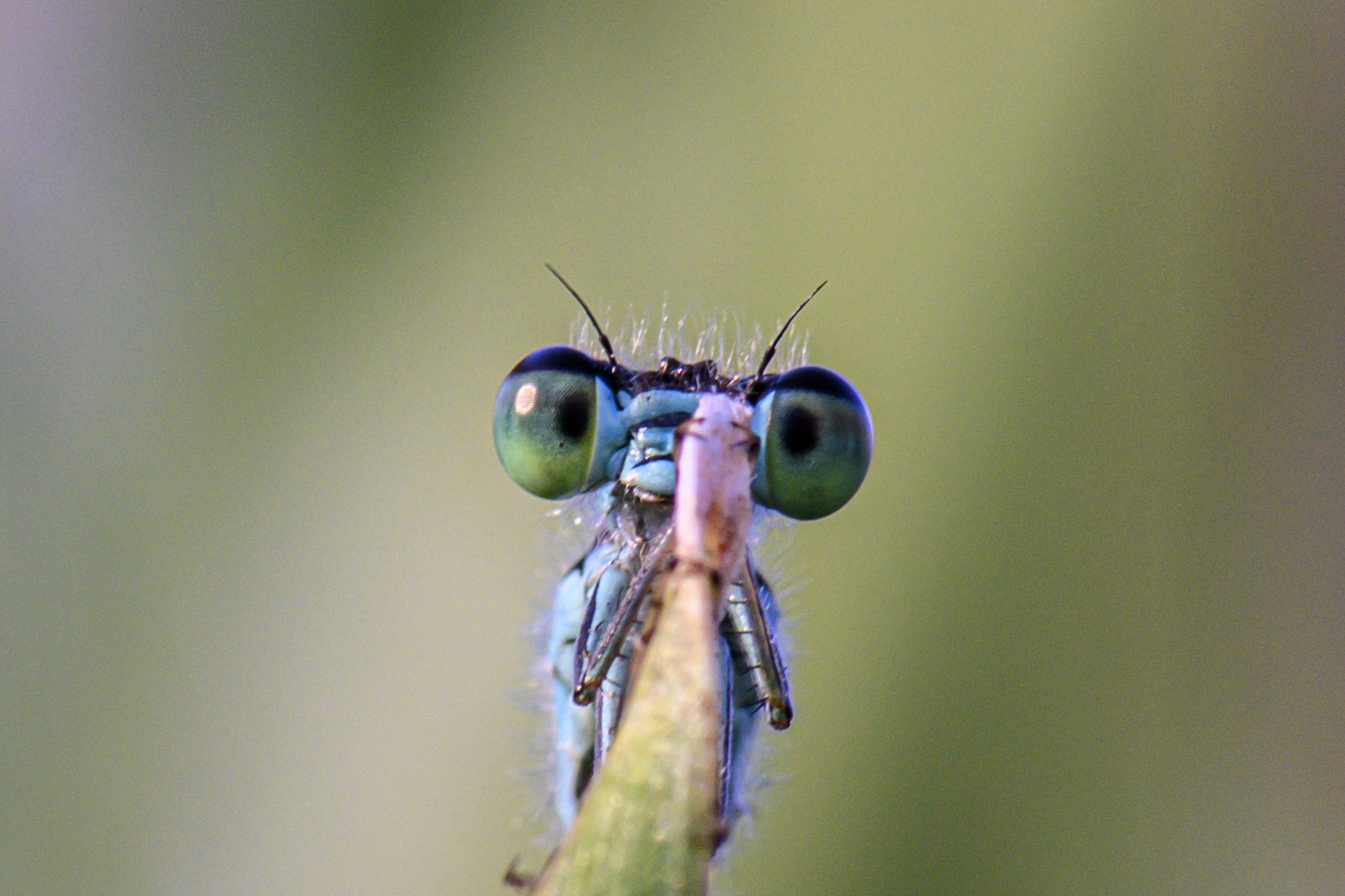 Ischnura elegans (damsel)